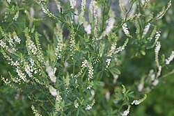 Melilotus Spp
